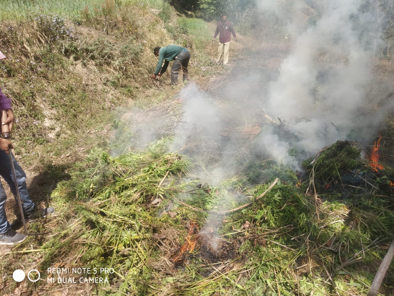 चंपावत पुलिस का नशे के खिलाफ कड़ा एक्शन, 60 नाली भूमि में फैली अवैध भांग की खेती नष्ट