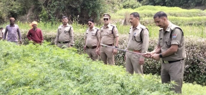 थाना पाटी पुलिस ने नष्ट की 65 नाली अवैध भांग की खेती, ग्रामीणों को किया जागरूक