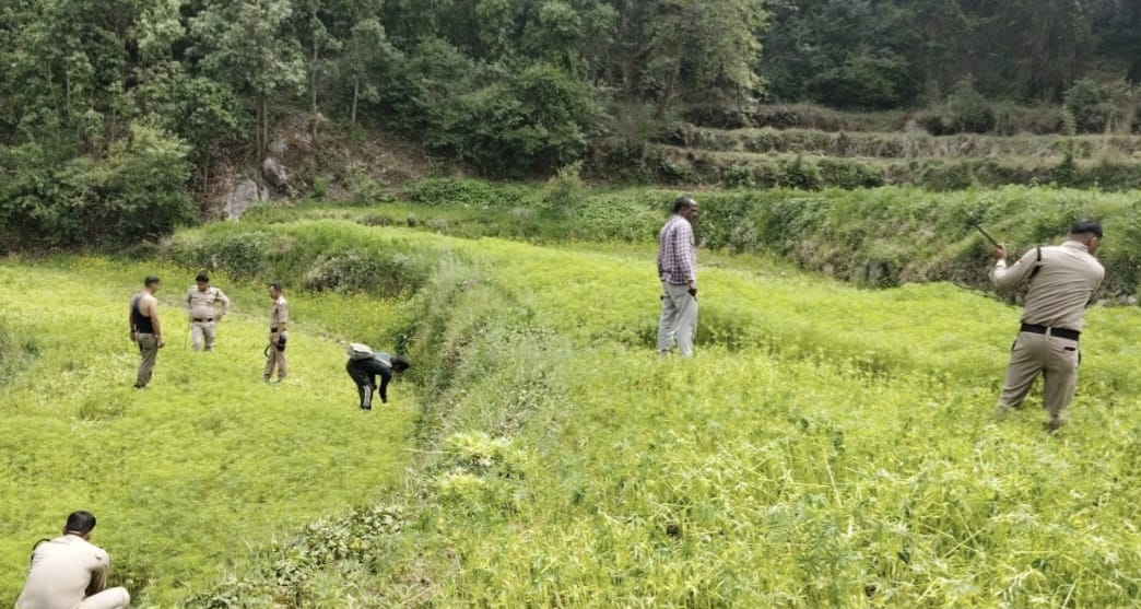 थाना पाटी क्षेत्र में भांग की अवैध खेती पर बड़ी कार्रवाई, 21 नाली भांग की फसल नष्ट