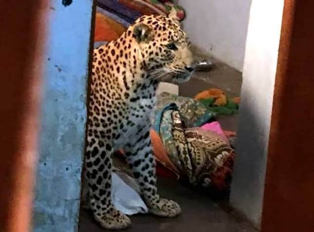 खेतीखान चम्पावत -घर के अंदर घुसा गुलदार, कैमरे में कैद हुआ खौफनाक मंजर