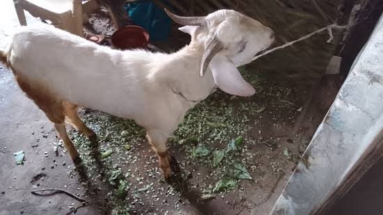 उत्तराखंड - स्कूल समय में शिक्षक ने परिसर में काटा बकरा, बच्चों में दहशत, वीडियो वायरल होने पर हुई जांच