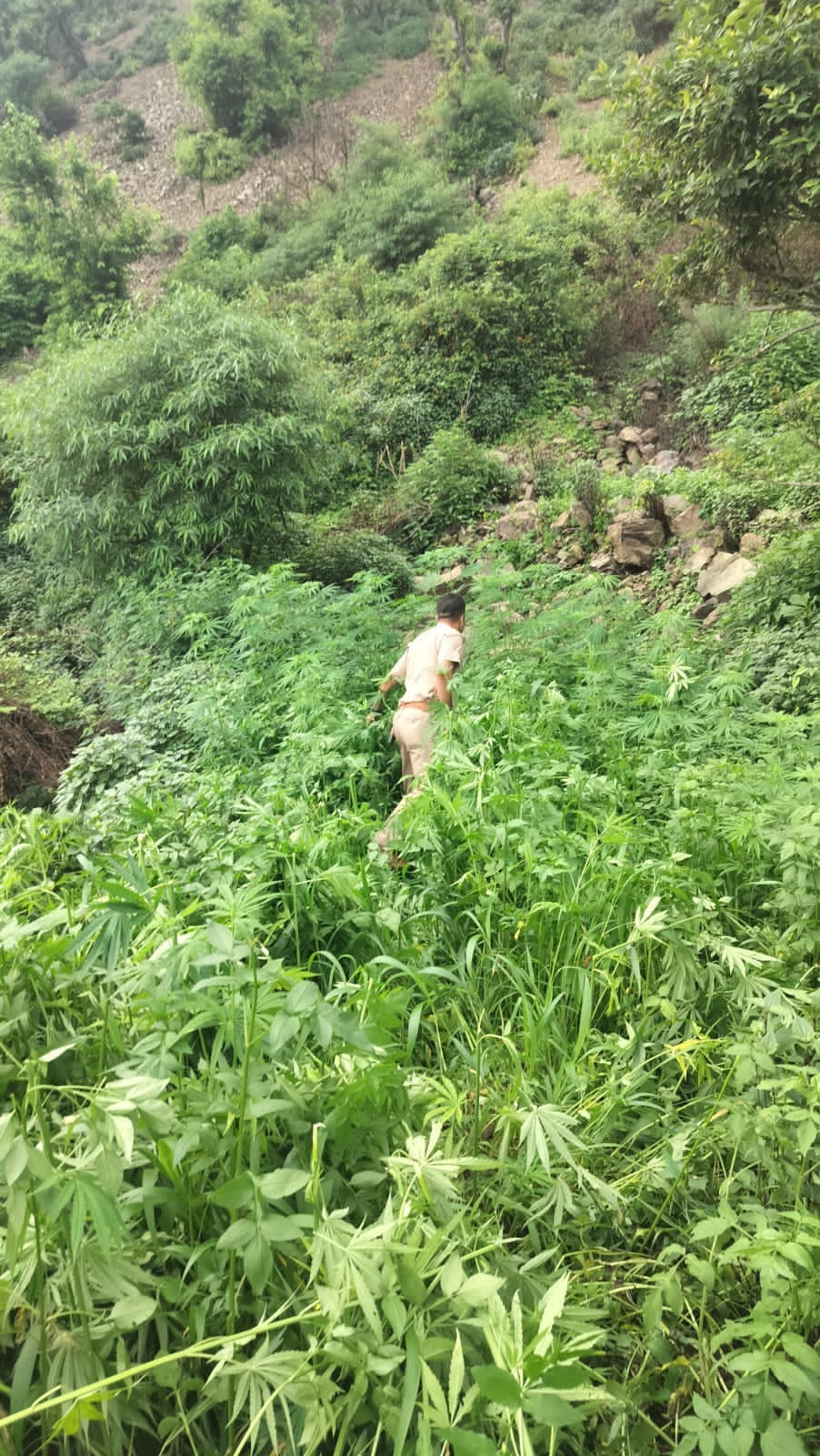 रीठा साहिब क्षेत्र में 5 बीघा में हो रही अवैध भांग की खेती नष्ट, पुलिस ने की त्वरित कार्रवाई, नशा मुक्त उत्तराखंड अभियान के तहत चम्पावत पुलिस की बड़ी सफलता
