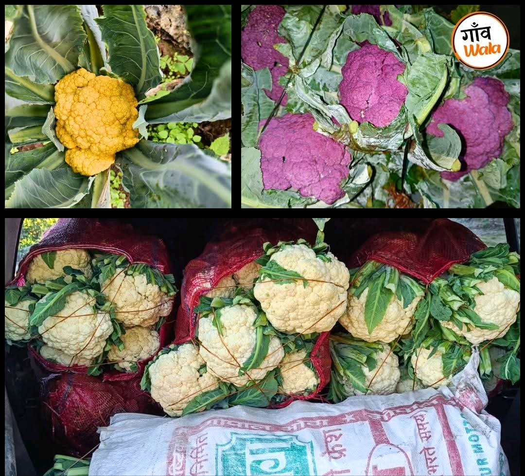 उत्तराखंड के पहाड़ों में खेती का नया आयाम: मल्ला ख़तेड़ा के किसान भूपाल सिंह रावत की मिसाल