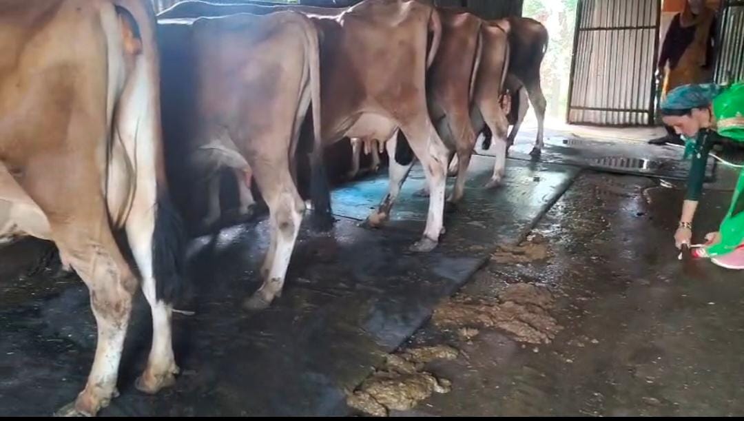 निलोटी की महिलाओं ने डेयरी से लिखी आत्मनिर्भरता की नई कहानी, 7 महिलाओं की मेहनत से खड़ा हुआ सफल उद्यम।