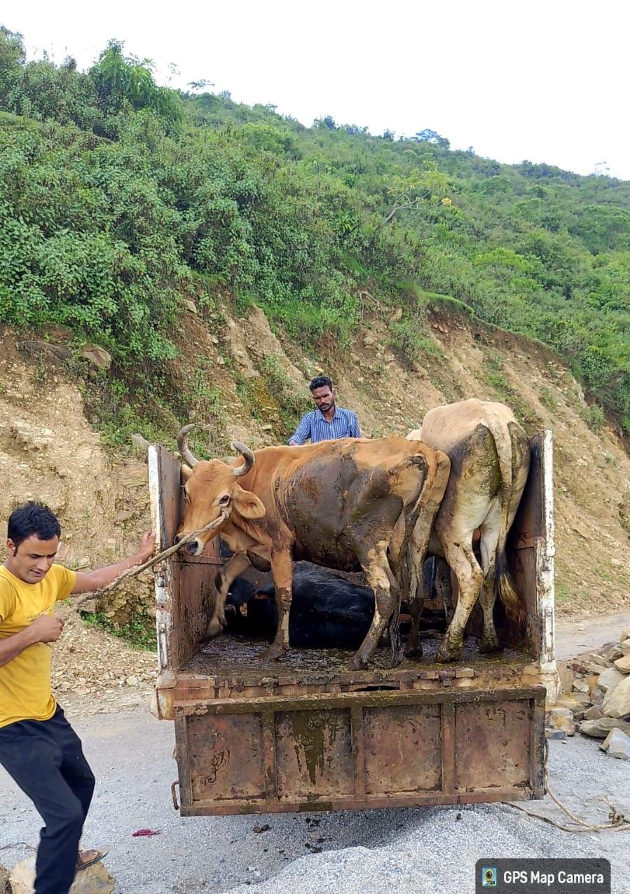 लोहाघाट नगर पालिका ने 03 निराश्रित गौवंशों को सकुशल पहुँचाया माँ कामधेनु गौशाला, जिलाधिकारी के निर्देशों पर लगातार जारी है संरक्षण अभियान।