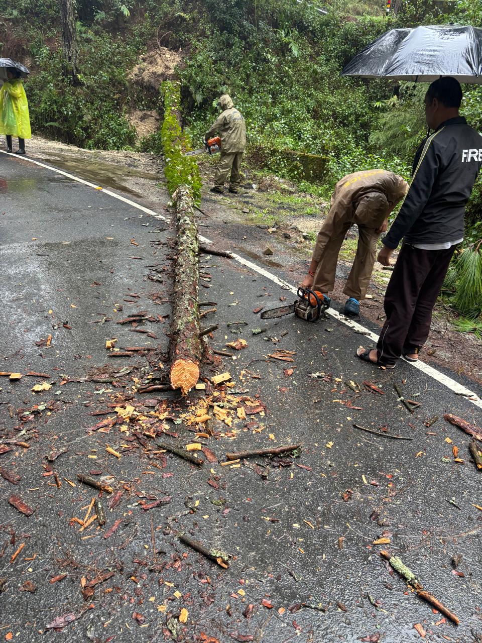 चम्पावत में सड़क पर गिरा चीड़ का पेड़, फायर यूनिट ने हटाकर यातायात कराया सुचारु